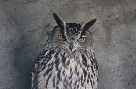 Uhu (Bubu bubo) - © Emanuel Trummer